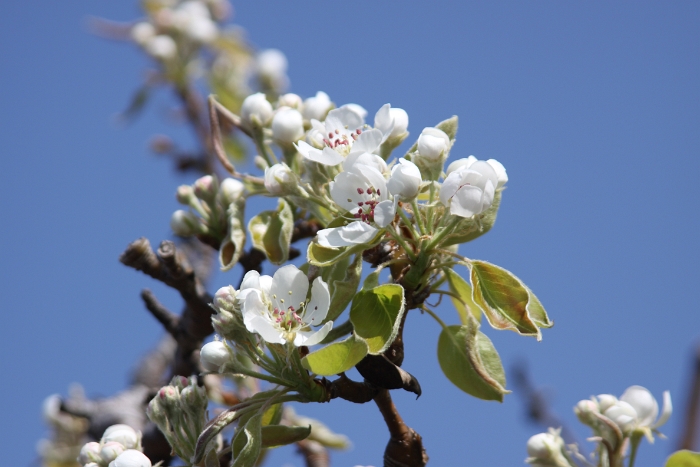 Printemps 2009 - La Tour - 077